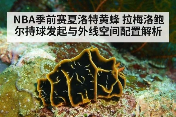 NBA季前赛夏洛特黄蜂 拉梅洛鲍尔持球发起与外线空间配置解析